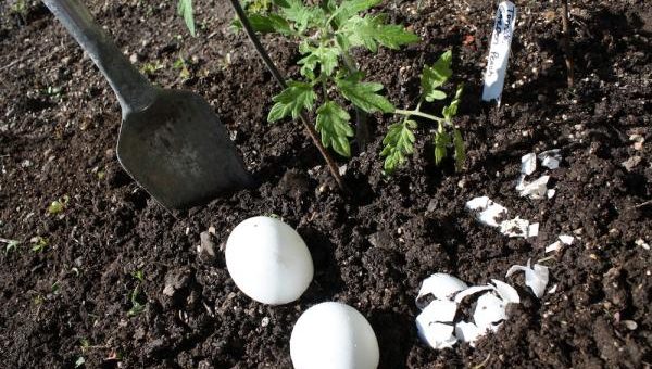 Engrais pour le jardin : marc de café et coquilles d’œufs